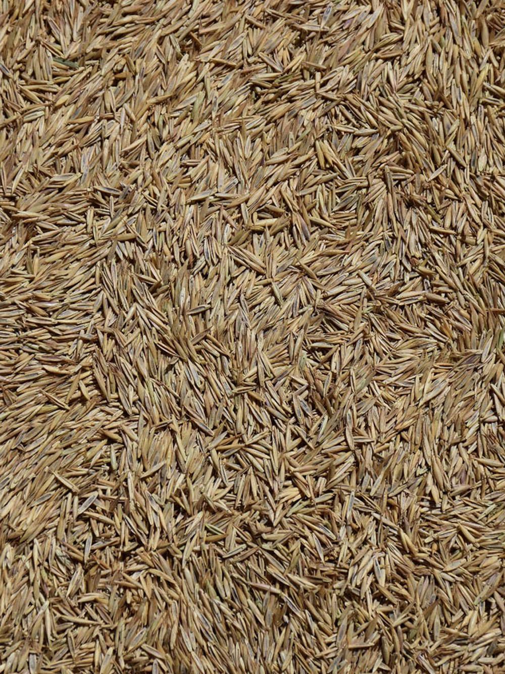 Chewings Fescue (Fine)